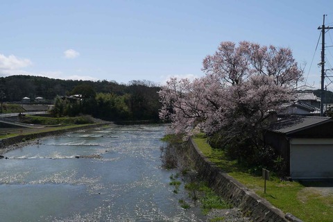 20200329sakura3