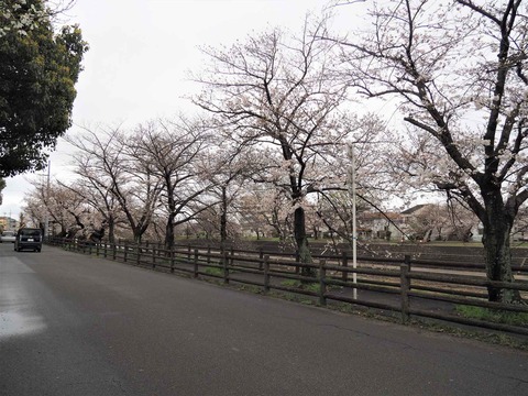 20230324芥川桜堤 (3)