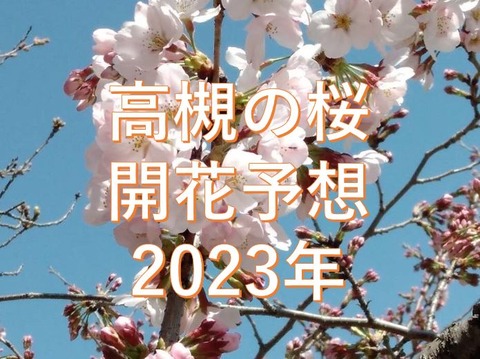 高槻の桜開花予測表紙