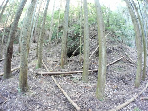 20241111タチソ (96)