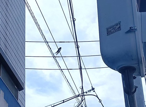 20260405つばめ (2)a