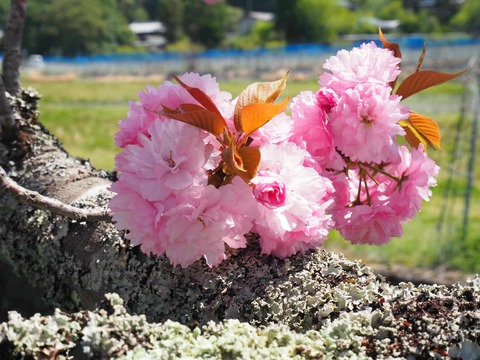20250427樫田桜 (7)