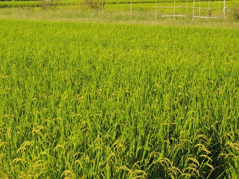 20220911稲穂中部 (2)