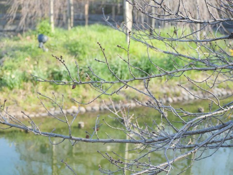 20260317筒井池公園 (6)