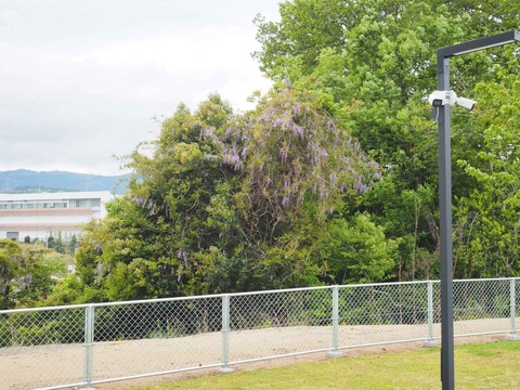 20240423ダムパークいばきた (7)