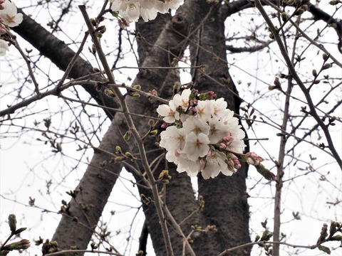 20230321芥川桜堤 (13)