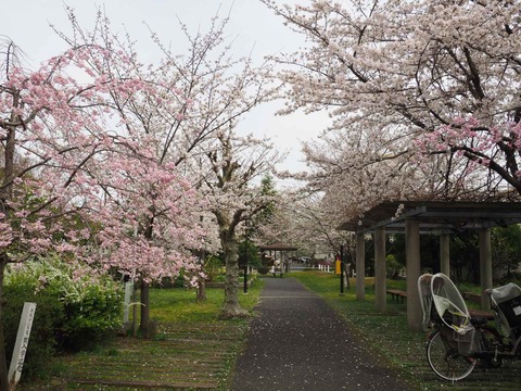 20230325玉川小学校 (6)