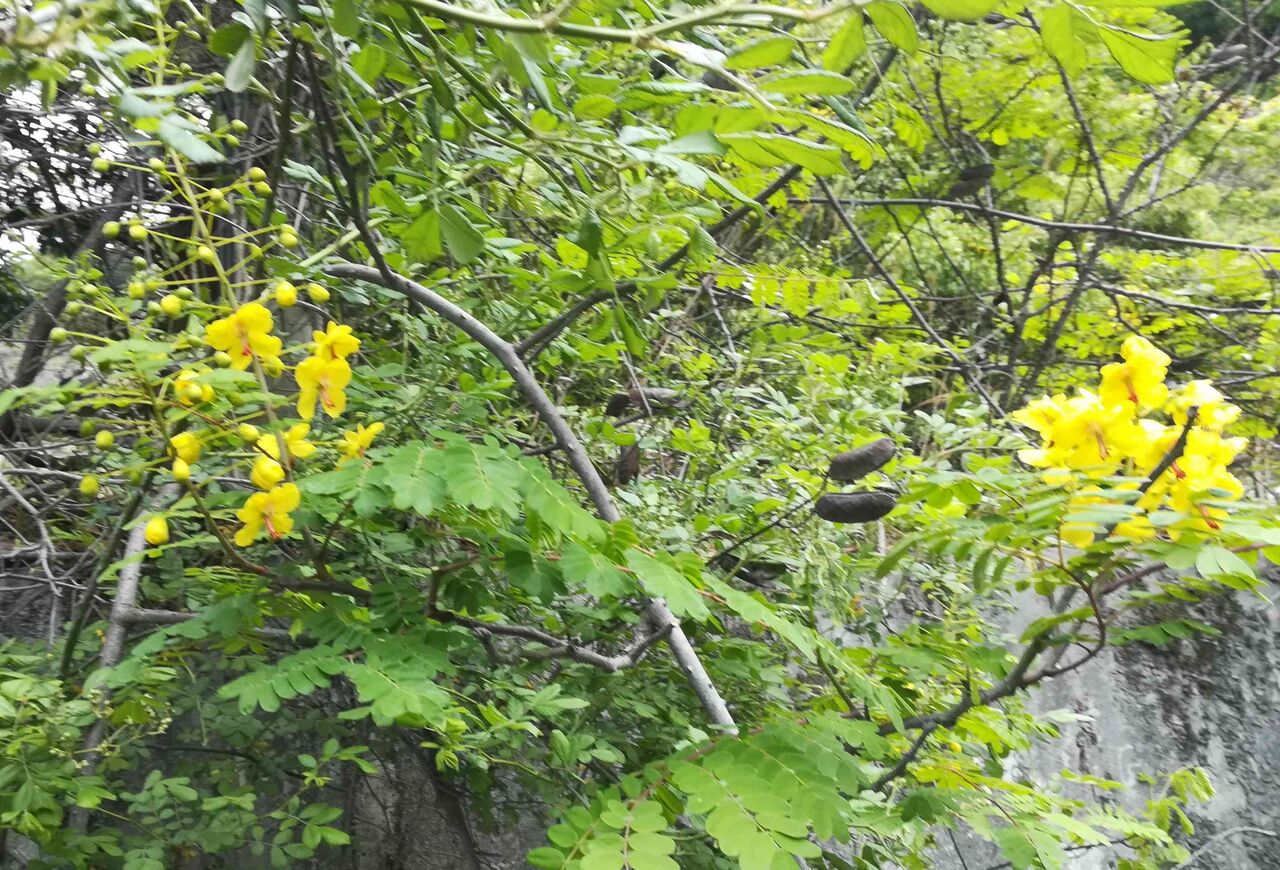 高槻北部 府道6号線沿いで見かけた黄色い花 蛇結茨 ジャケツイバラ 年5月 高槻network新聞