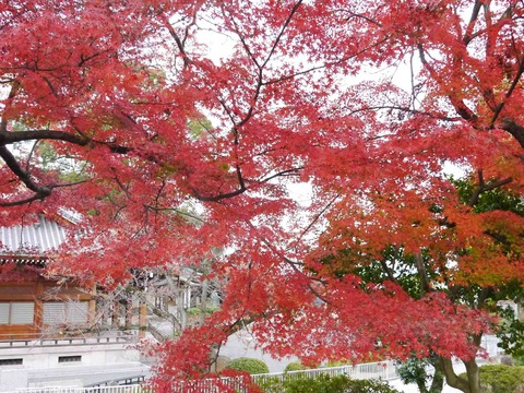 ichijyoji4