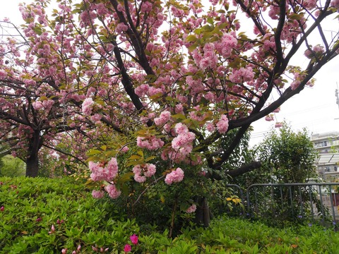 20240417桜 (8)