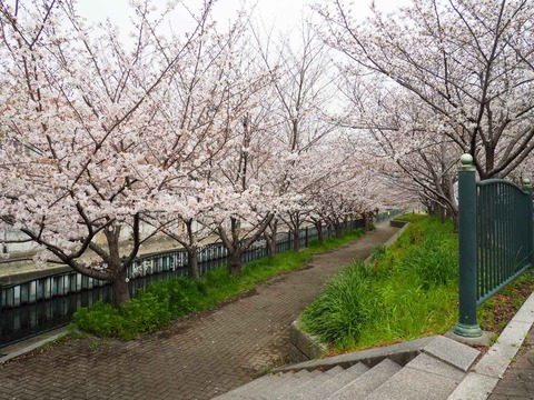 20230325唐崎西桜 (14)