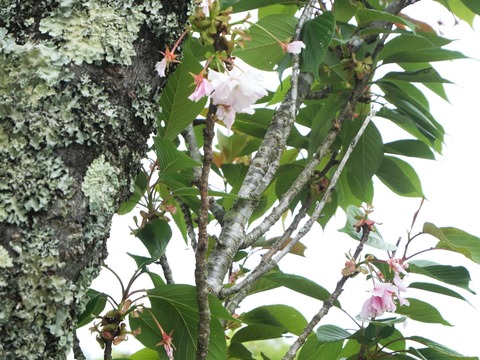 20260510樫田八重桜 (4)