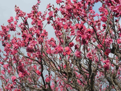 20260202万博記念公園 (61)