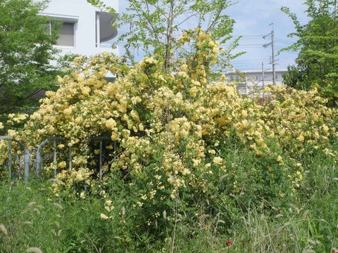 20260417西真上 (2)