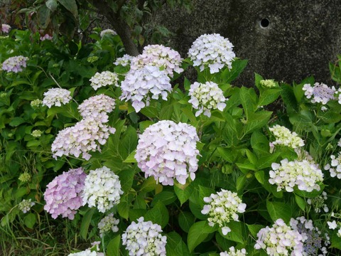 20240609北清水あじさい (13)