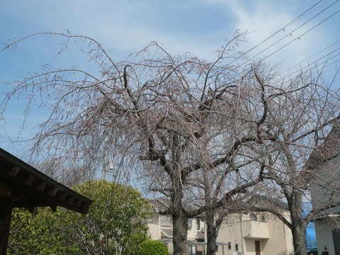 20260320桜 (1)