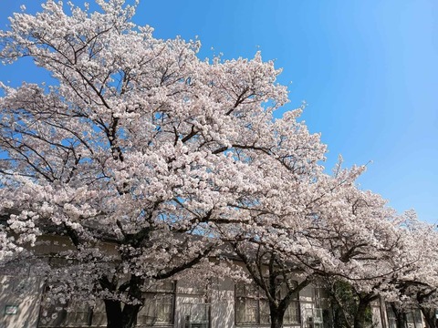 202604033桜 (2)