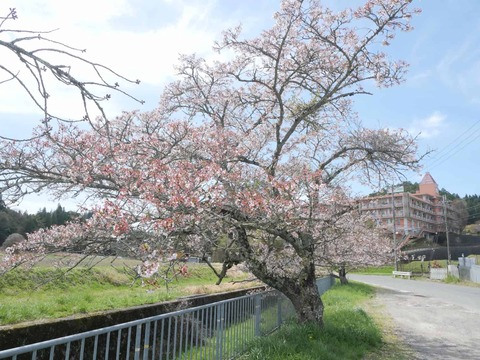 20260412府道号桜新緑 (16)