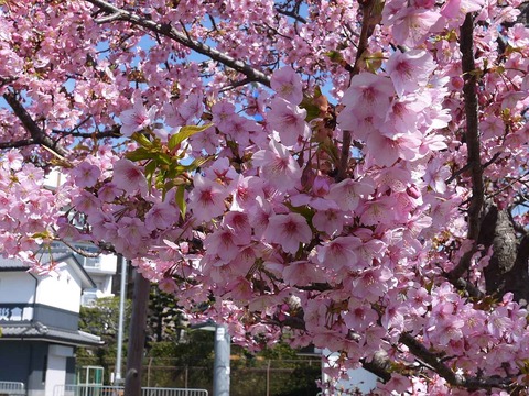 kwz_sakura2019_5