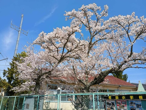202504112樫田桜 (7)
