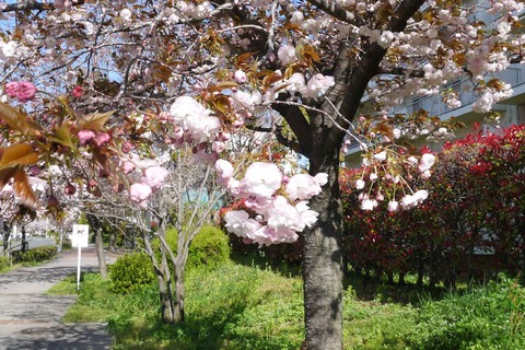 20200414sakura5