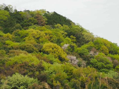 20250420山桜 (2)