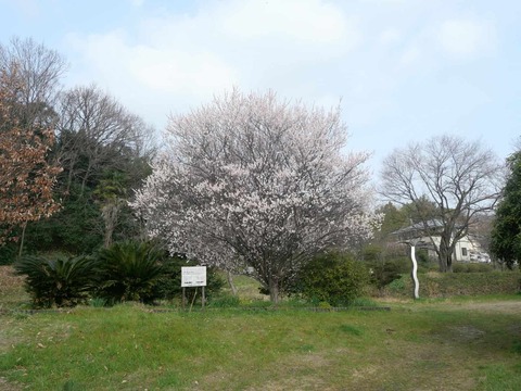 20250313西之川原橋梅 (9)