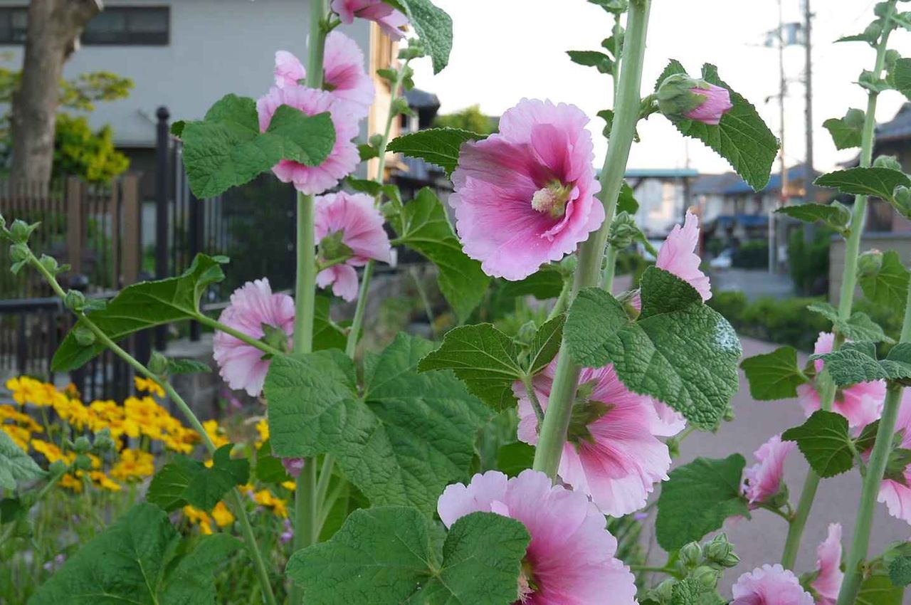 高槻の街かどで咲いてきたこの花は何 直立するすがたが特徴 19年 高槻network新聞