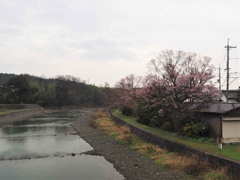 20230321大森橋 (2)