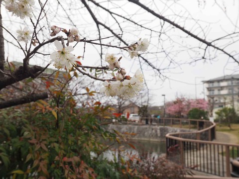 20220313筒井池  (23)