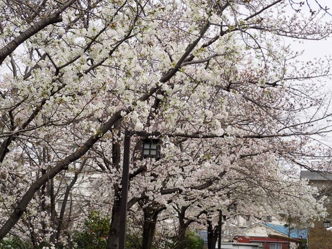 20230325筒井池公園 (23)