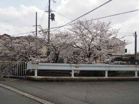 20230327真如寺橋 (2)