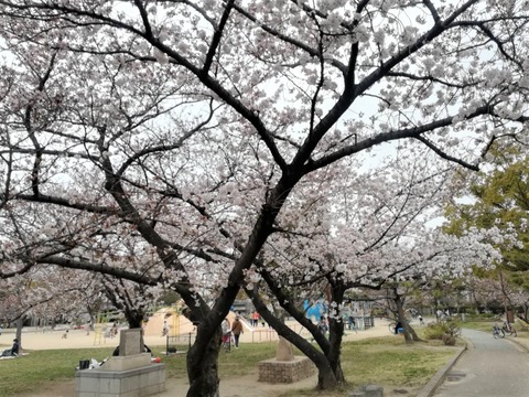 20220329桜 (1)