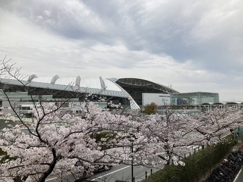 20240407桜番外 (14)