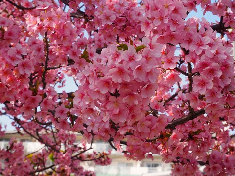 20230311河津桜 (10)