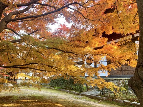 20211120東福寺 (1)