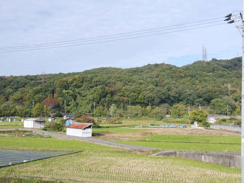 20251111摂津峡方面 (1)