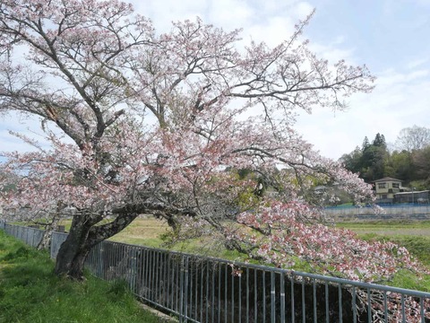 20260412府道号桜新緑 (18)