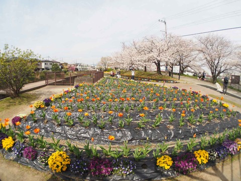 20240406チューリップ (13)