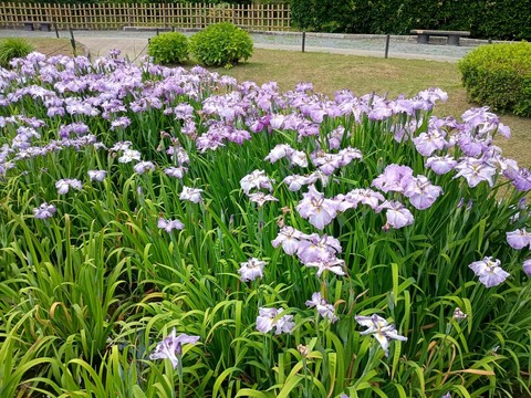 20260529城北菖蒲園 (4)