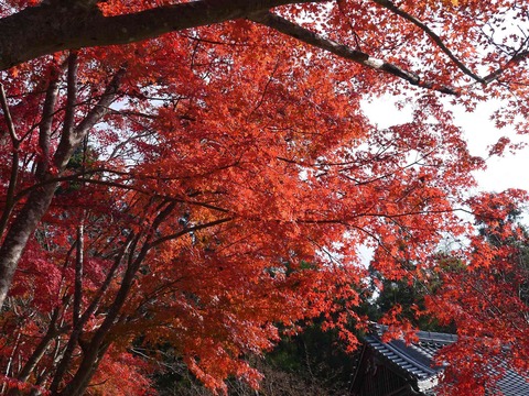 kabuzan20181127_5