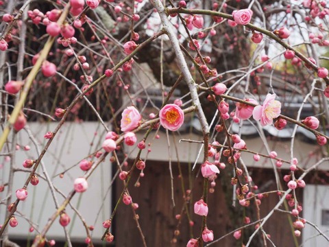 20230225天神祭り (62)