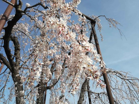20210319sakurakoen (4)