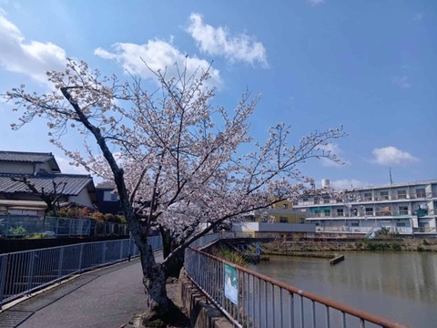 20260403安岡寺町 (1)