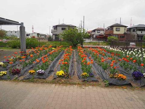 20220413三箇牧チューリップ (7)