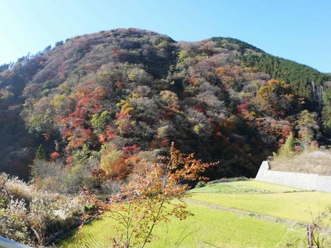 20241207府道6号紅葉 (25)