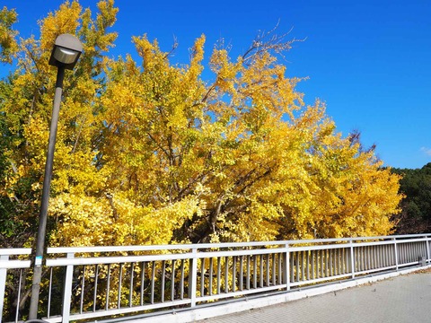 20231119万博紅葉 (3)