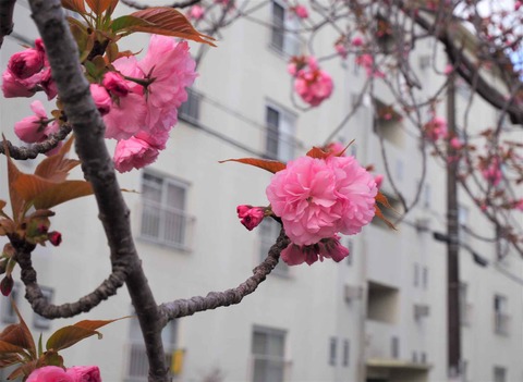 20230403桜 (11)
