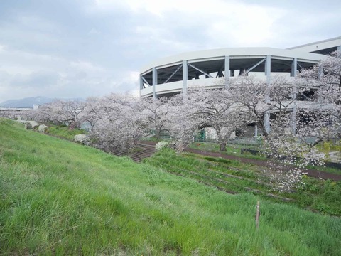 20260331桜 (190)