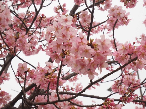 20220313筒井池  (14)